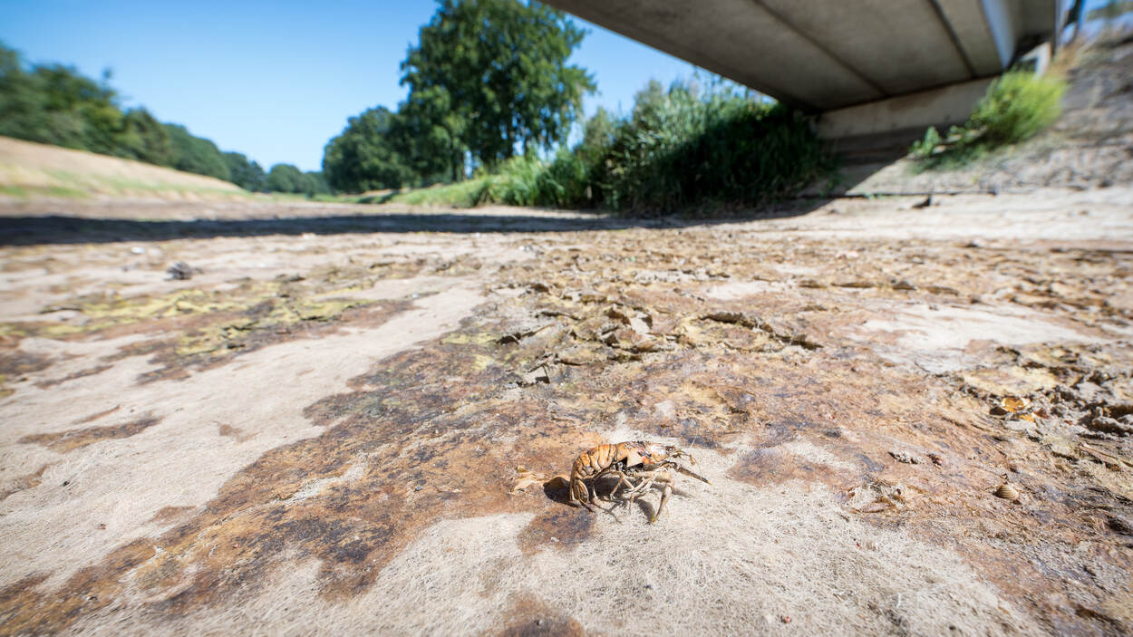 De droogte van 2018 in Twente in beeld gebracht. Een kreeft kruipt over het opgedroogte rievierbed van Schipbeek.