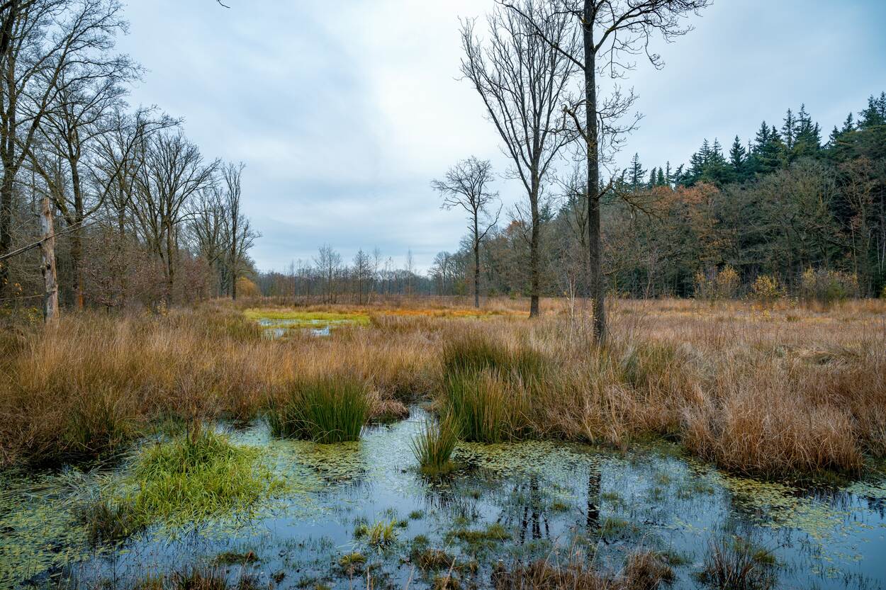 Moerassig landschap