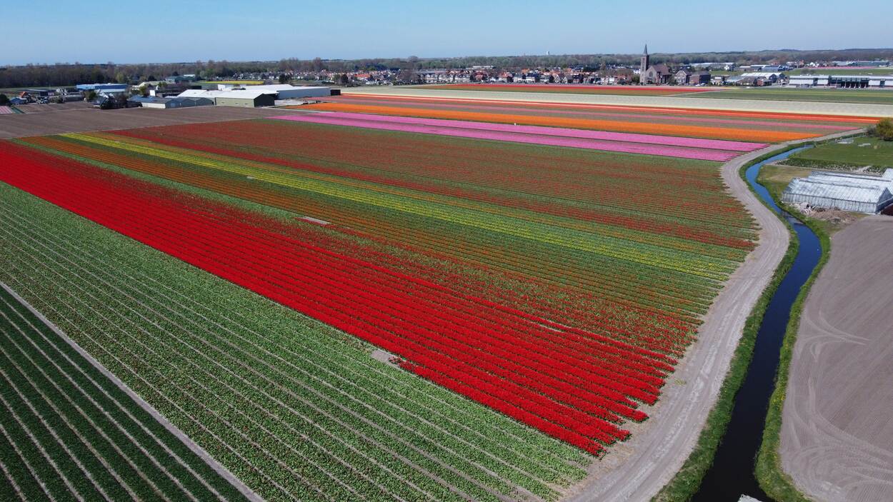 Bollenvelden bij De Zilk