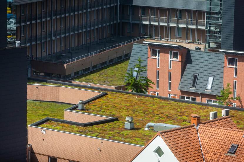Een aantal gebouwen van boven gefotografeerd. Op de platte daken ligt groene vegetatie.