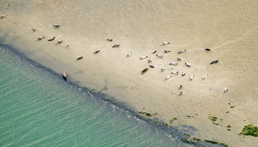 Luchtfoto van zeehonden op de Roggenplaat