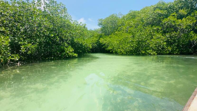 In het zuidoosten van Bonaire liggen de mangrovebossen. Het mangrovebos van Lac Bay is uniek in de Caribische regio en bestaat al ruim 850 jaar.