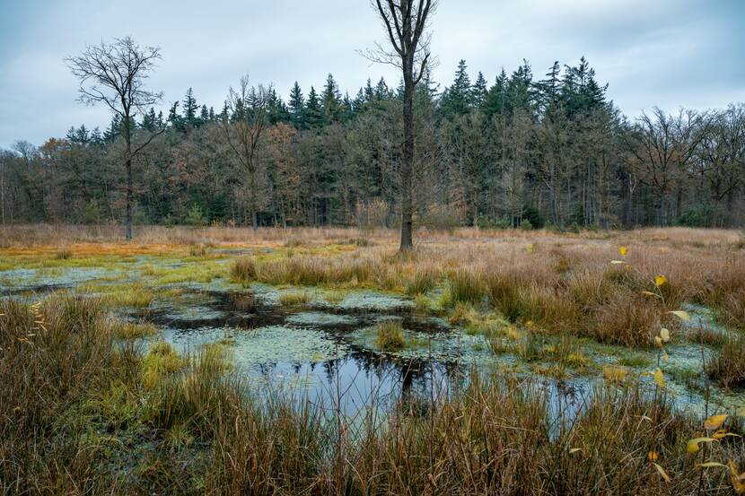 Moerassig landschap