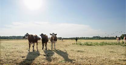Een groep koeien in een verdroogd weiland. De zon staat laag en schijnt vol de cameralens in.