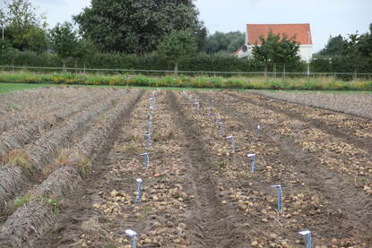 Aardappels liggend op een aardappelveld met prikkers waar (onleesbare) informatie op staat. Op de achtergrond staat een huis.