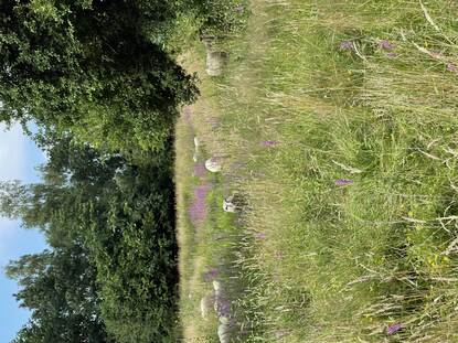 Begrazing van grasland in Roosendaal