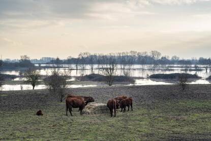 Hoogwater in de rivier de Rijn bij de splitsing waal en Pannerdensch kanaal.