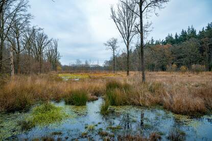 Moerassig landschap