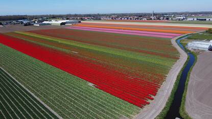 Bollenvelden bij De Zilk